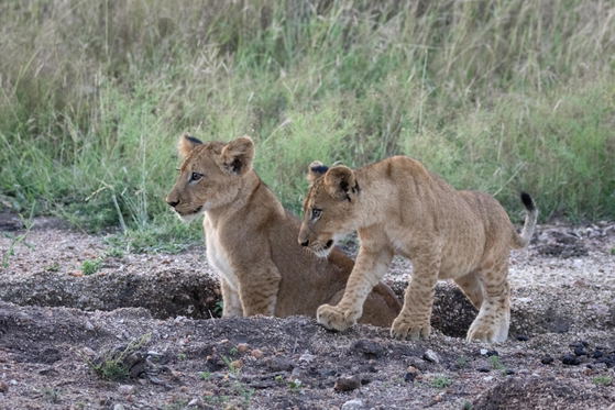 Lion cubs playing, Thornybush Game Reserve, Greater Kruger South Africa Lion cubs playing, Thornybush Game Reserve, Greater Kruger South Africa