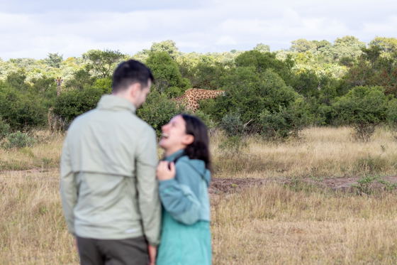 A couple enjoying their Big Five African safari, excited to see a giraffe on Thornybush Game Reserve, Greater Kruger A couple enjoying their Big Five African safari, excited to see a giraffe on Thornybush Game Reserve, Greater Kruger