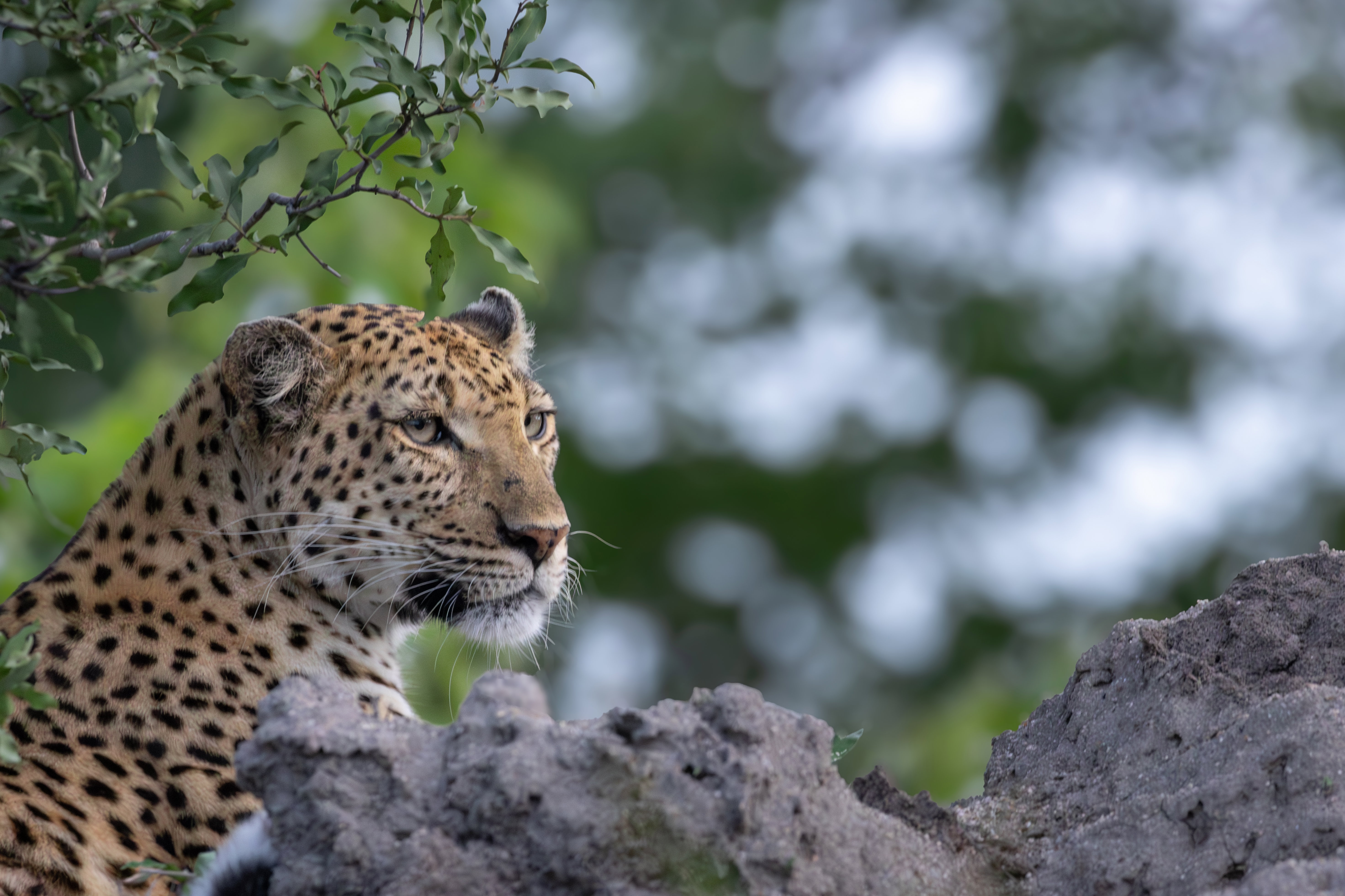 Leopard sighting on game drive in Thornybush Game Reserve, Hoedspruit, South Africa