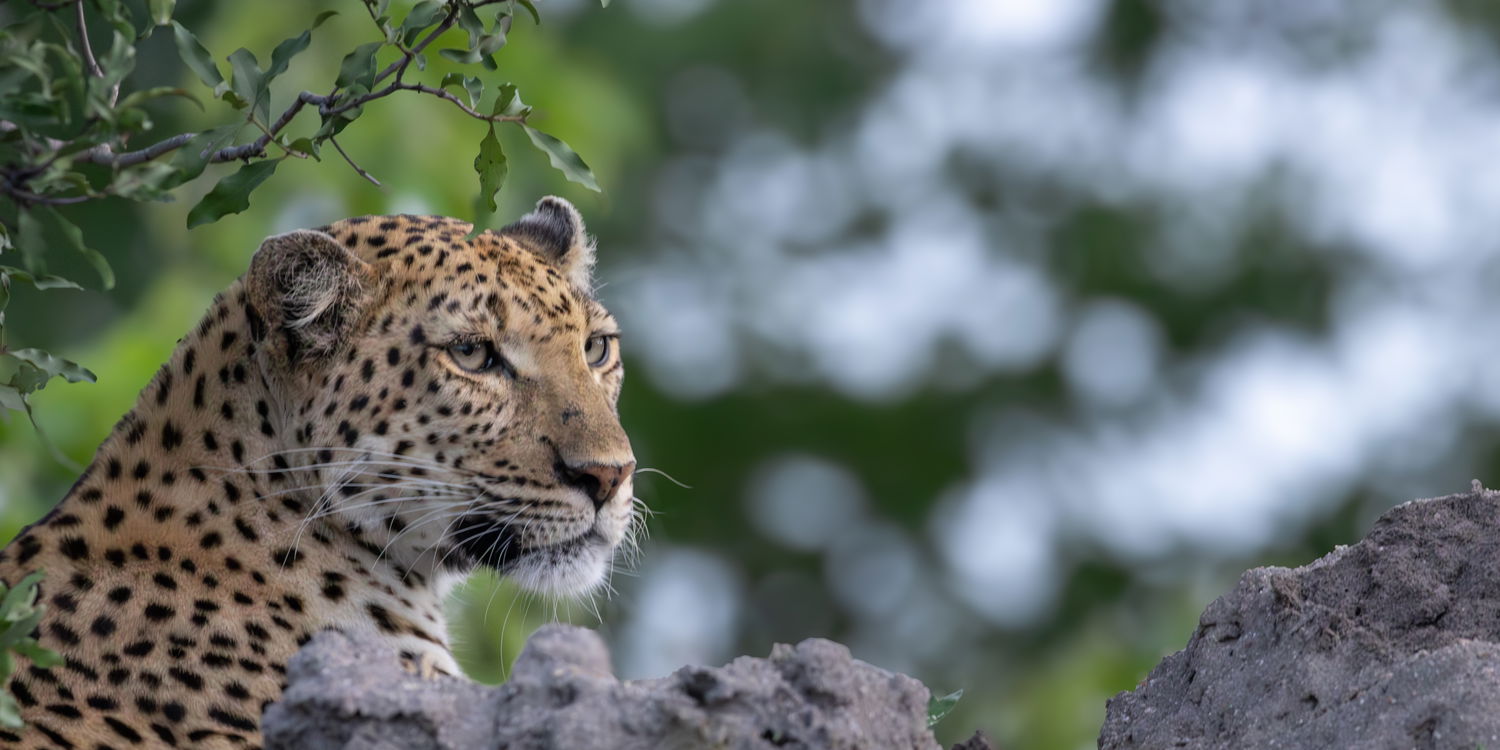 Leopard sighting on game drive in Thornybush Game Reserve, Hoedspruit, South Africa