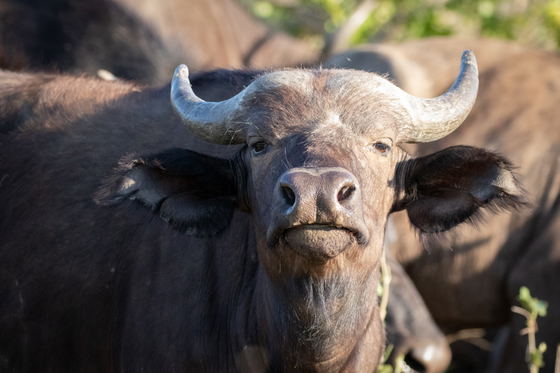 Buffalo smelling scents, Thornybush Game Drive, Greater Kruger Buffalo smelling scents, Thornybush Game Drive, Greater Kruger