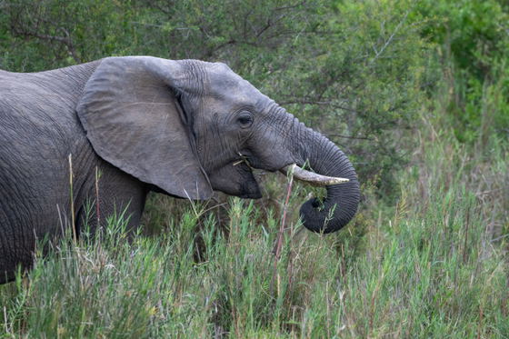 Elephant placing grass into it's mouth, Thornybush Game Reserve, Greater Kruger Elephant placing grass into it's mouth, Thornybush Game Reserve, Greater Kruger