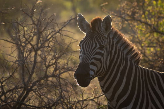 Zebra in the early morning, Thornybush Game Reserve, Greater Kruger Zebra in the early morning, Thornybush Game Reserve, Greater Kruger