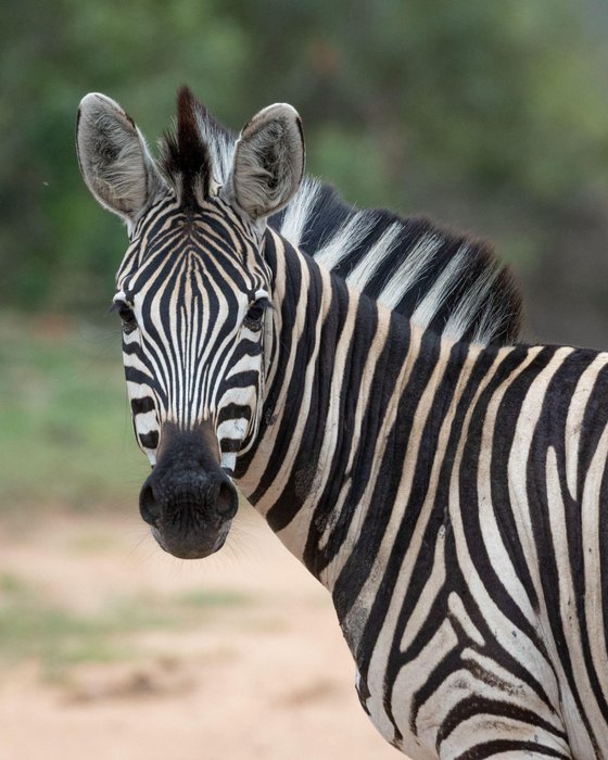 Zebra sighting, Thornybush Game Reserve, Greater Kruger
