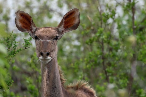 Female Kudu, Thornybush Game Reserve, Greater Kruger Female Kudu, Thornybush Game Reserve, Greater Kruger