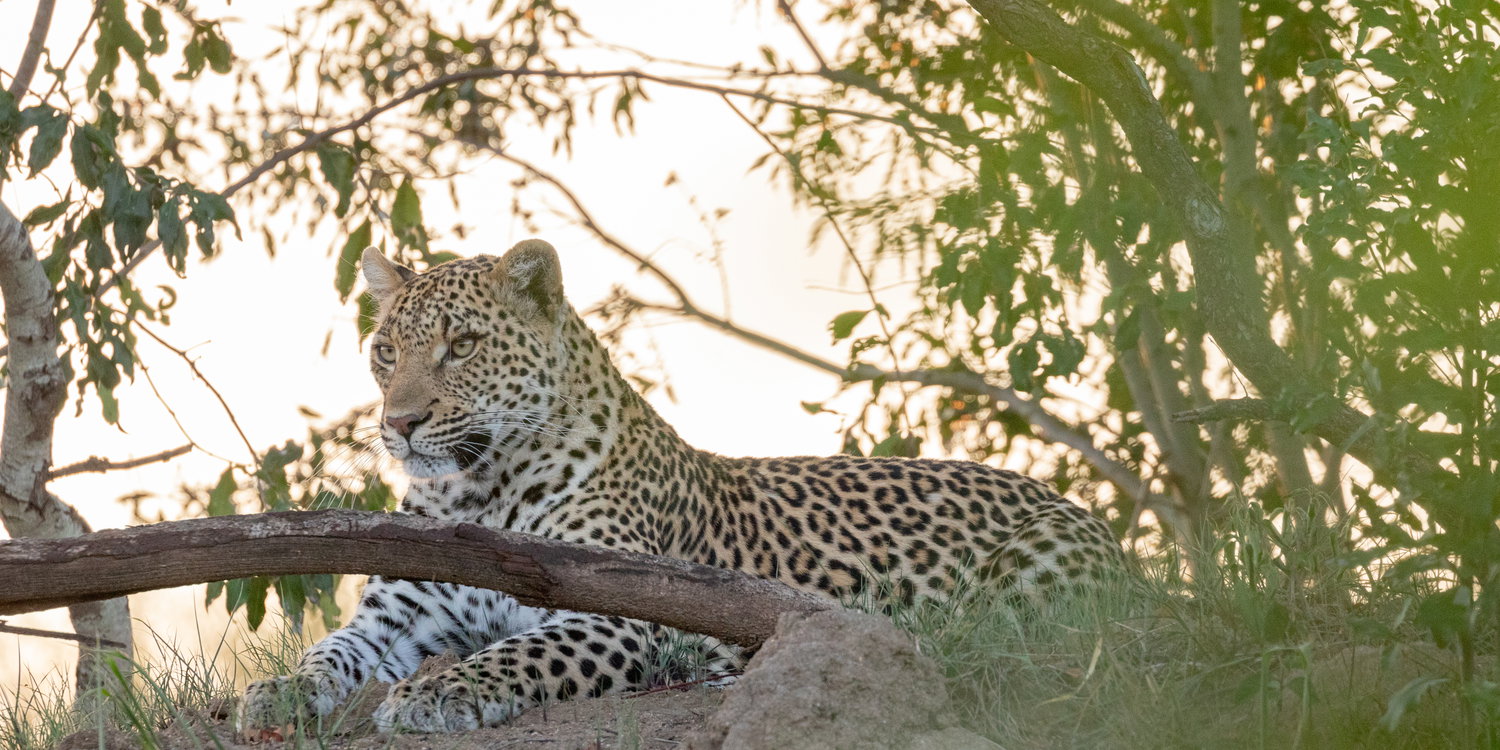 Leopard resting in the shade of a tree, Thornybush Game Reserve, Greater Kruger