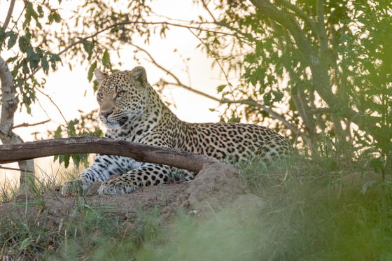 Leopard resting in the shade of a tree, Thornybush Game Reserve, Greater Kruger Leopard resting in the shade of a tree, Thornybush Game Reserve, Greater Kruger