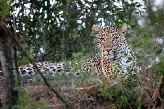 Leopard, one of the Big Five animals on safari game drive, Thornybush Game Reserve, Greater Kruger Leopard, one of the Big Five animals on safari game drive, Thornybush Game Reserve, Greater Kruger