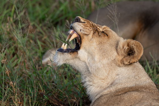 Lioness yawns, showing her fangs as she smells, Thornybush Game Reserve, Greater Kruger Lioness yawns, showing her fangs as she smells, Thornybush Game Reserve, Greater Kruger