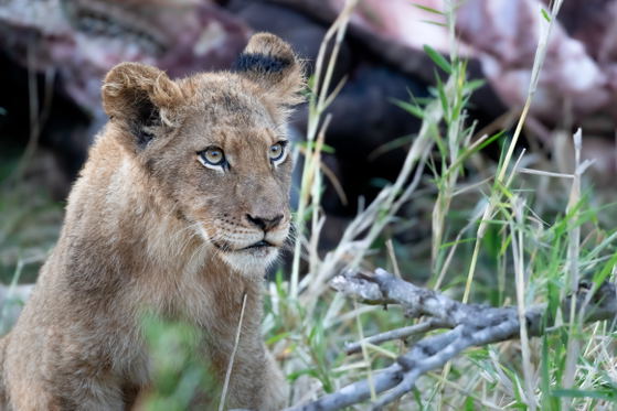 Lions are part of the Big Five sightings in open air vehicles on game drive, Thornybush Game Reserve, Greater Kruger Lions are part of the Big Five sightings in open air vehicles on game drive, Thornybush Game Reserve, Greater Kruger