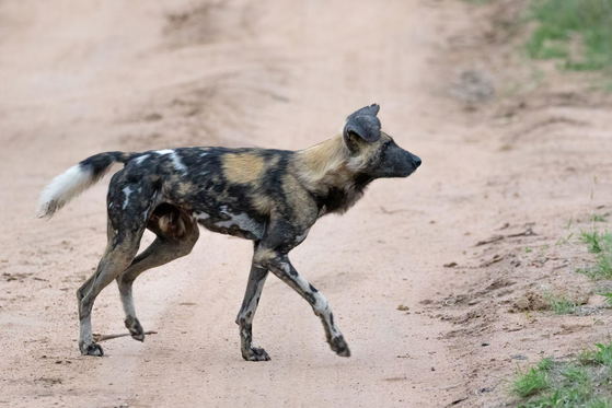 Wild Dog sighting, Thornybush Game Reserve, Greater Kruger Wild Dog sighting, Thornybush Game Reserve, Greater Kruger
