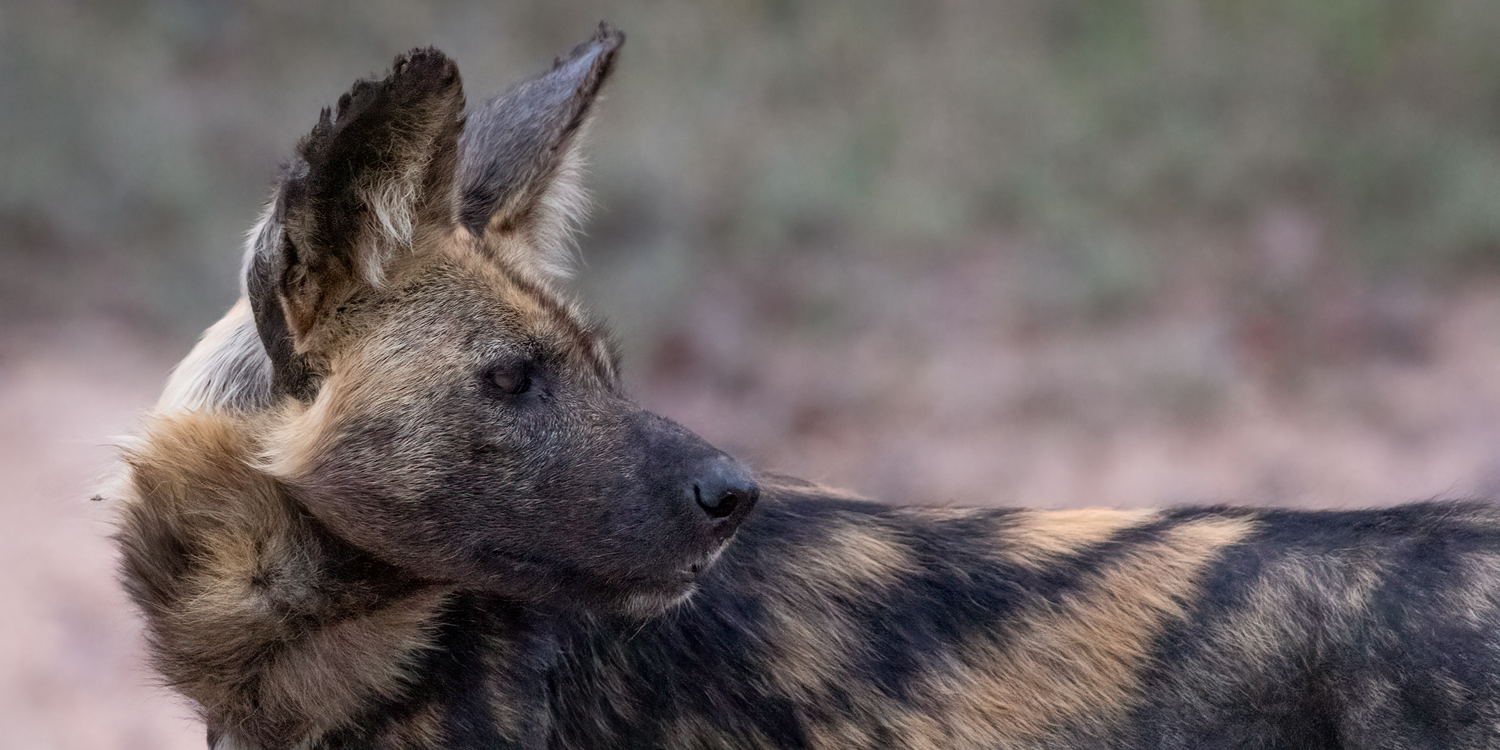 Wild Dog stands listening, Thornybush Game Reserve, Greater Kruger