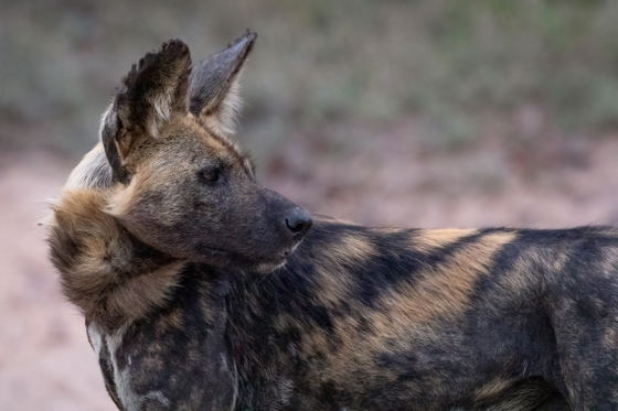 Wild Dog stands listening, Thornybush Game Reserve, Greater Kruger Wild Dog stands listening, Thornybush Game Reserve, Greater Kruger