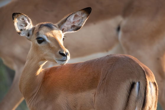 Alert baby impala with the sun shining on her face, Thornybush Game Reserve, Greater Kruger Alert baby impala with the sun shining on her face, Thornybush Game Reserve, Greater Kruger