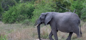 Winelands & Safari Combination Offer