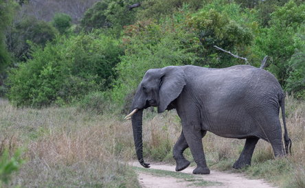 Winelands & Safari Combination Offer