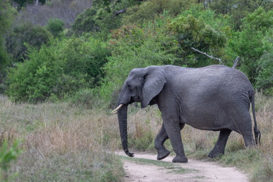 Elephant, big five wildlife on game drive in Thornybush Game Reserve, Greater Kruger Elephant, big five wildlife on game drive in Thornybush Game Reserve, Greater Kruger