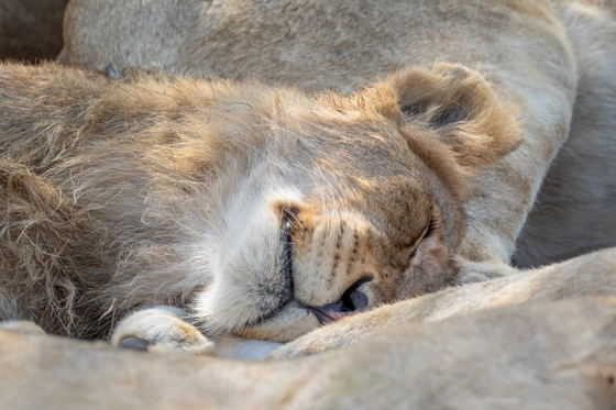 Lion sleeping in the sand, Thornybush Game Reserve, Greater Kruger Lion sleeping in the sand, Thornybush Game Reserve, Greater Kruger