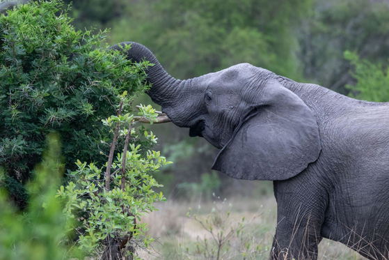 Elephant eating, seen while on game drive, Thornybush Game Reserve, Greater Kruger Elephant eating, seen while on game drive, Thornybush Game Reserve, Greater Kruger