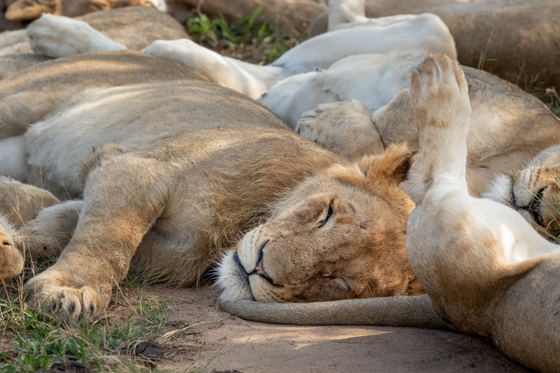 Lions lie sleeping together on the road during game drive, Thornybush Game Reserve, Greater Kruger Lions lie sleeping together on the road during game drive, Thornybush Game Reserve, Greater Kruger
