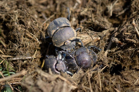 Dung beetles crawling in dung, Thornybush Game Reserve Dung beetles crawling in dung, Thornybush Game Reserve