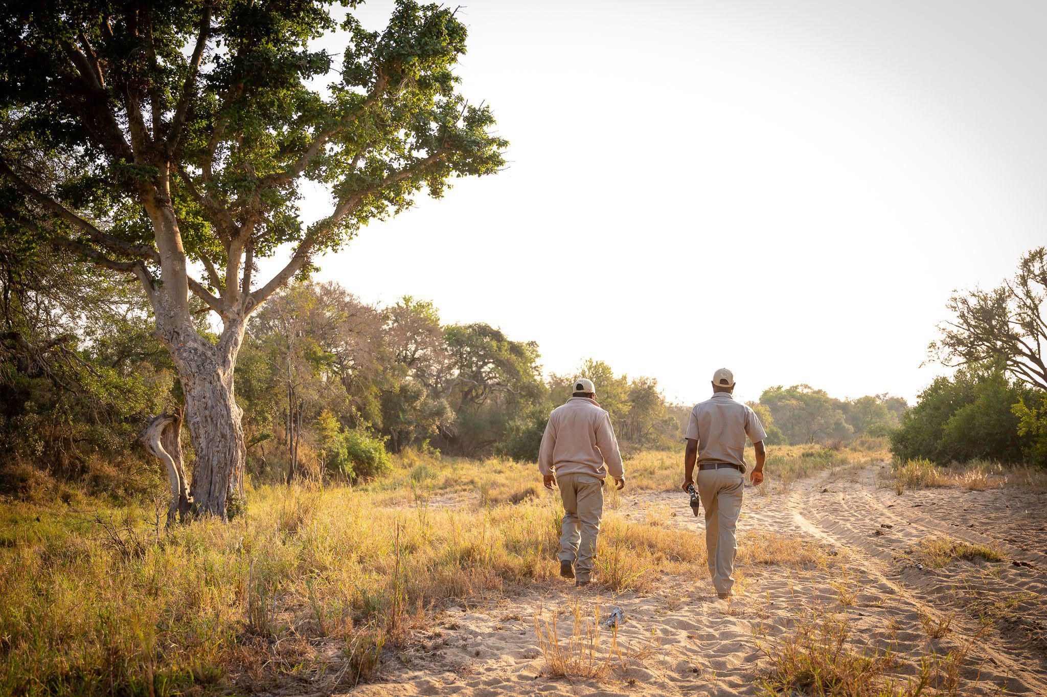 Nature walks with trained rangers, Shimungwe Lodge, Thornybush Game Reserve, Greater Kruger