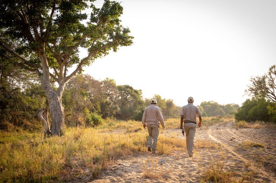 Nature walks with trained rangers, Shimungwe Lodge, Thornybush Game Reserve, Greater Kruger Nature walks with trained rangers, Shimungwe Lodge, Thornybush Game Reserve, Greater Kruger