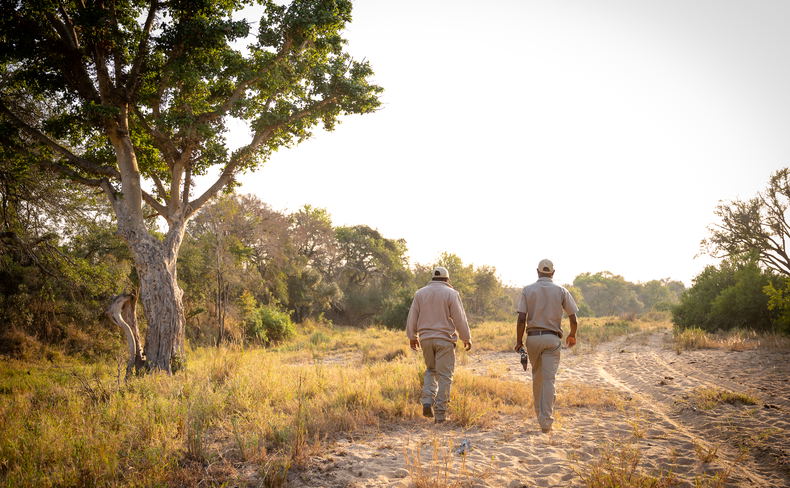 Nature walks in the African bush with experienced rangers, Thornybush Game Reserve, Greater Kruger