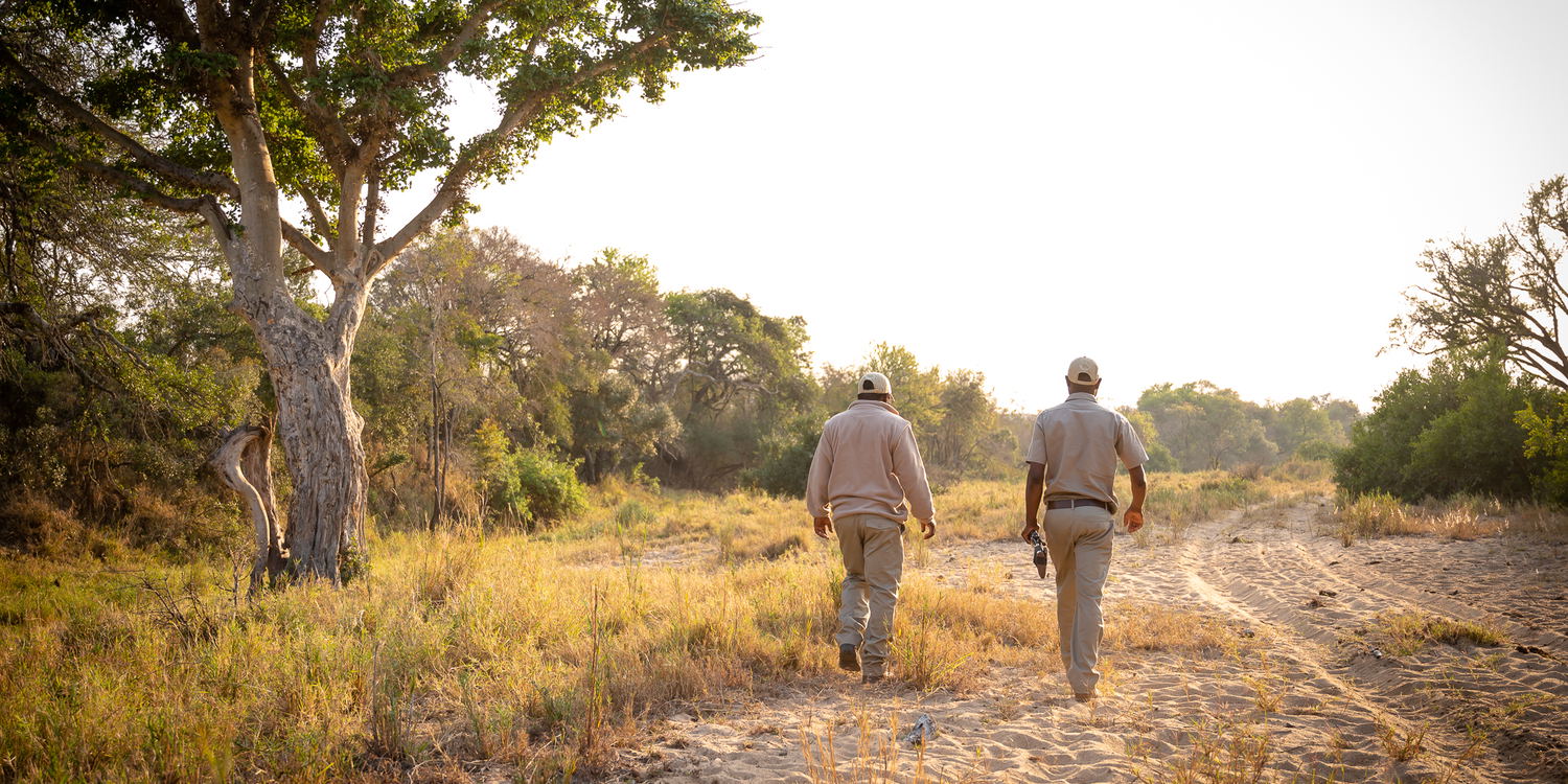Nature walks in the African bush with experienced rangers, Thornybush Game Reserve, Greater Kruger