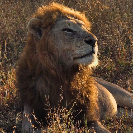 Male lion basking in the sunlight, Thornybush Game Reserve, Greater Kruger