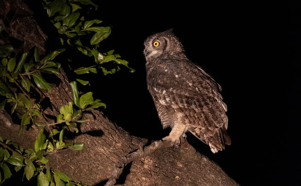 Spotted Eagle Owl at night at Shimungwe Lodge Thornybush Game Reserve