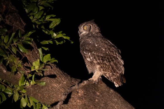 Spotted Eagle Owl at night at Shimungwe Lodge Thornybush Game Reserve, Greater Kruger Spotted Eagle Owl at night at Shimungwe Lodge Thornybush Game Reserve, Greater Kruger