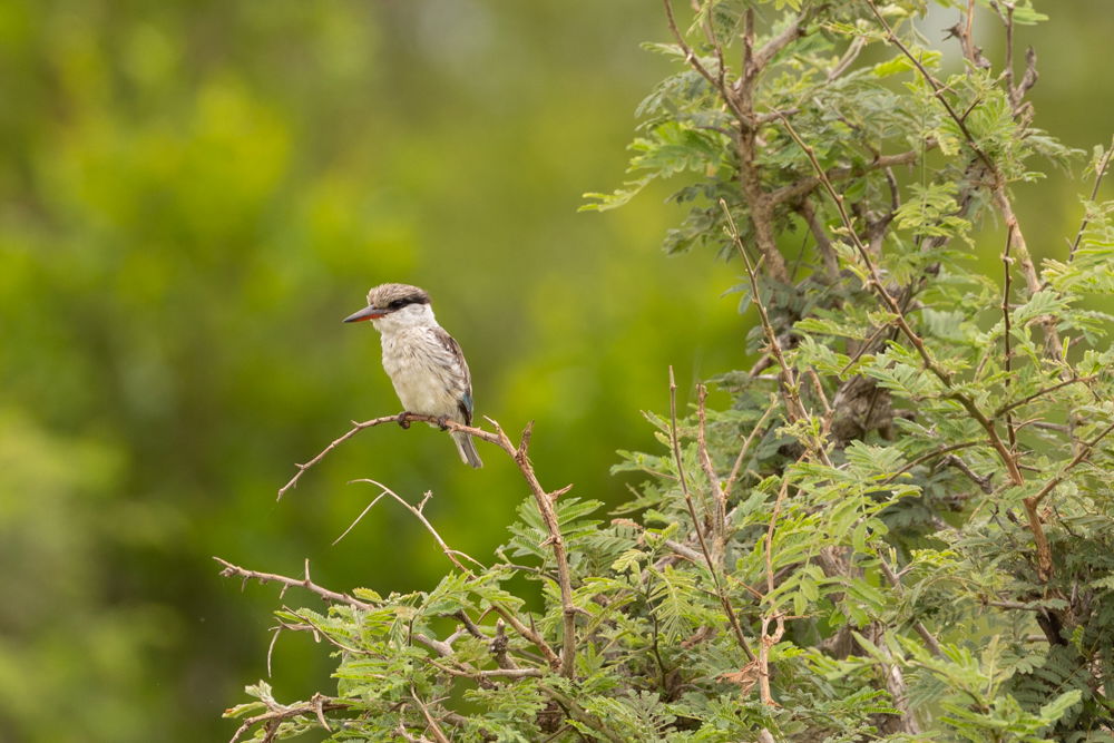 Striped Kingfisher perches in a thornbush, Thornybush Game Reserve, Greater Kruger