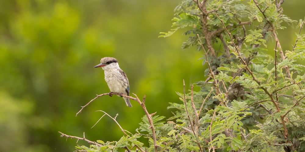 Striped Kingfisher perches in a thornbush, Thornybush Game Reserve, Greater Kruger