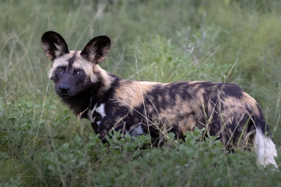 Alert wild dog viewing, Thornybush Game Reserve
