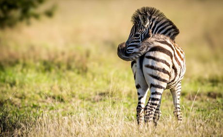 Zebra foal flicking its tail. Thornybush Game Reserve, Greater Kruger South Africa