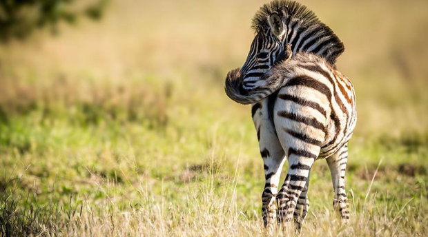Zebra foal flicking its tail. Thornybush Game Reserve