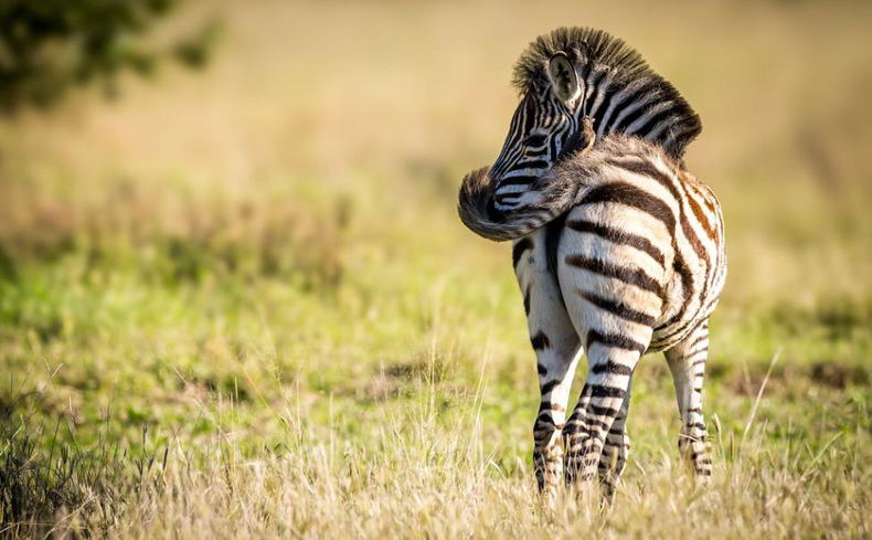 Zebra foal flicking its tail. Thornybush Game Reserve, Greater Kruger South Africa