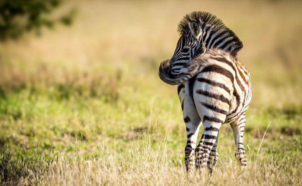 Zebra foal flicking its tail. Thornybush Game Reserve