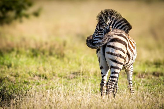 Zebra foal flicking its tail. Thornybush Game Reserve, Greater Kruger South Africa Zebra foal flicking its tail. Thornybush Game Reserve, Greater Kruger South Africa