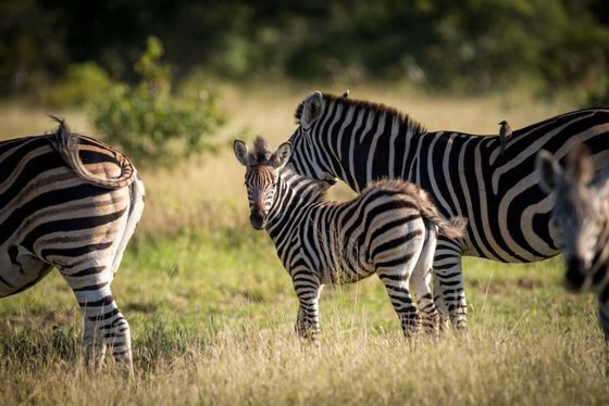 Zebra herd with young. Thornybush Game Reserve
