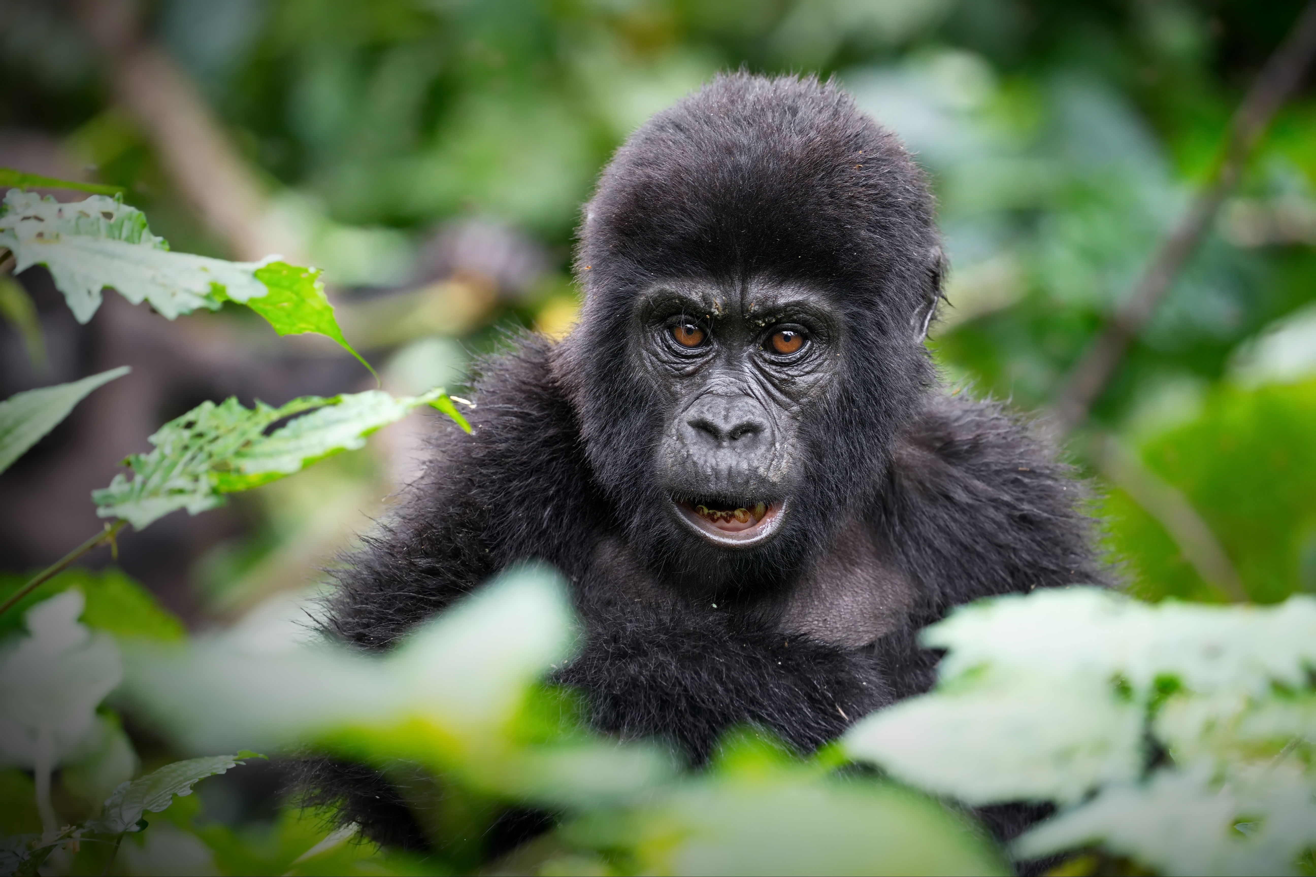 Baby Mountain Gorilla, Uganda