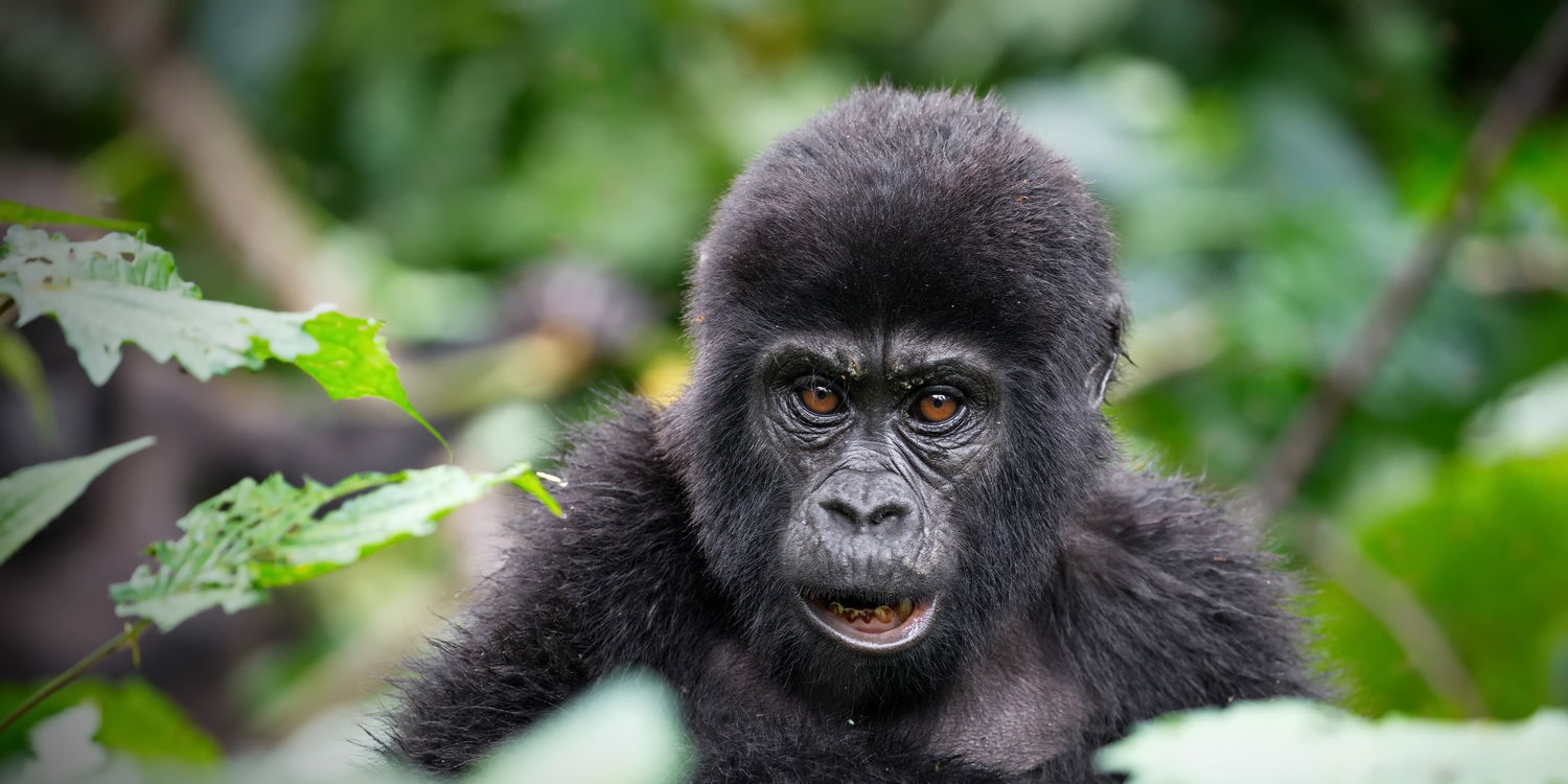 Baby Mountain Gorilla, Uganda