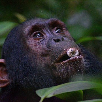 Chimpanzee in Kibale Forest National Park