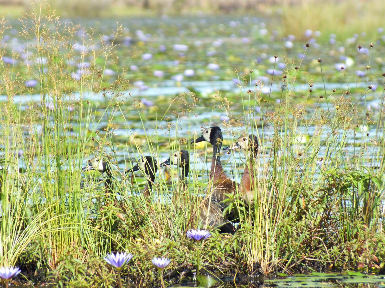 Birds of Mabamba, Uganda