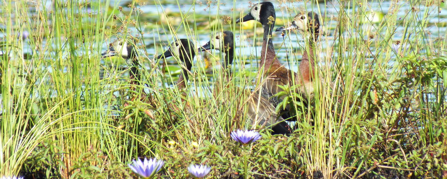 Birds of Mabamba, Uganda