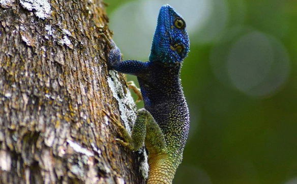 Nature Day Tours from Kampala