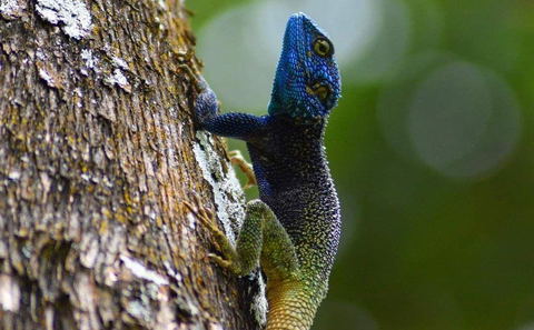 Nature Day Tours from Kampala