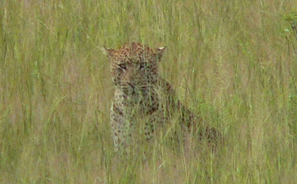 Tailored Wildlife & Cultural Safaris