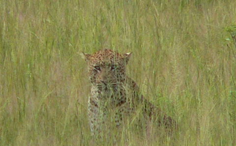 Tailored Wildlife & Cultural Safaris